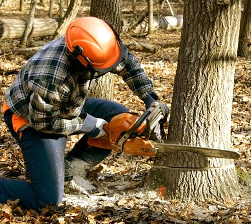 Tree Removal in Whiteland, IN